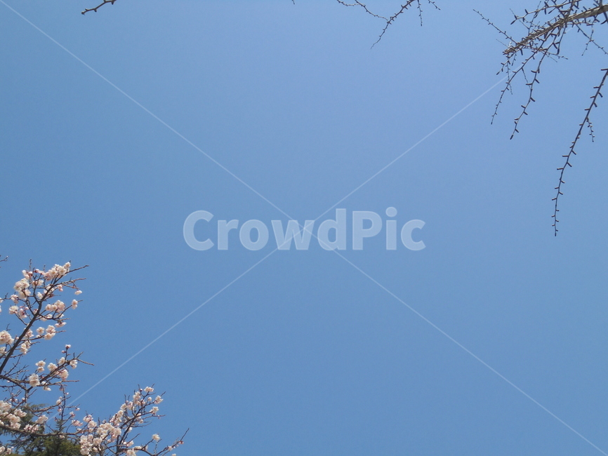 나무,자연,자연물,하늘,nature,tree,봄,계절,spring,season,자연,풍경,nature,landscape