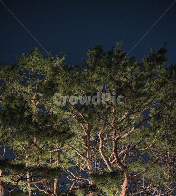 tree,나무,plant,식물,treetrunk,나무줄기,pinetree,소나무