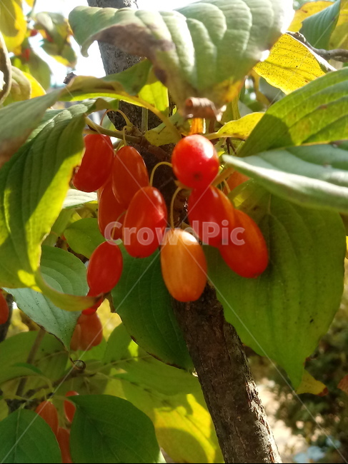 꽃,식물,plant,tree,붉은열매,열매,fruit,산수유,과일,열매,fruit