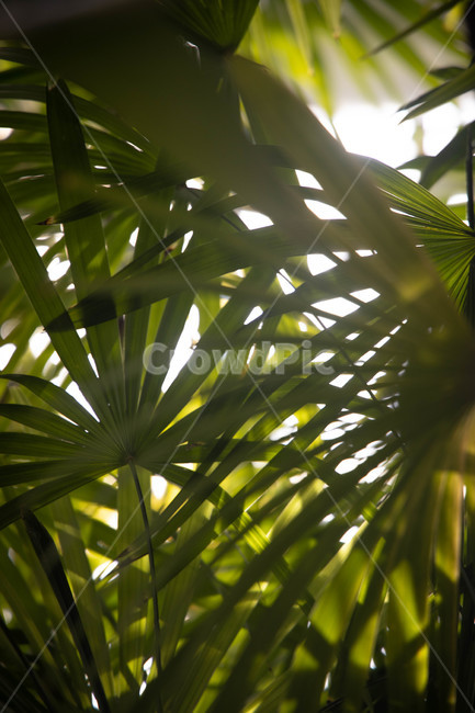 식물,초록,실루엣,빛,이파리,식물,자연,plants,nature