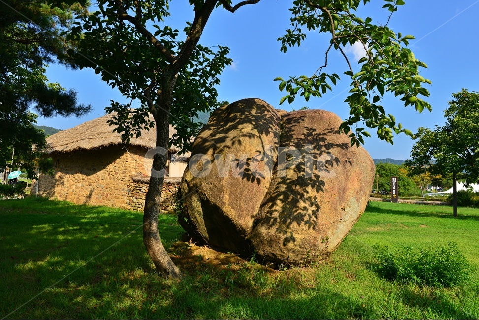 nature,자연,순천,낙안읍성,tree,나무,plant,식물,treetrunk,나무줄기,outdoors,옥외,field,들,grassland,목초지