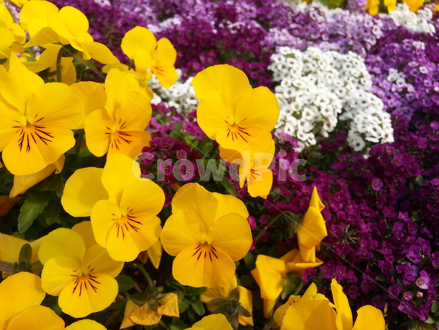 plant,식물,blossom,꽃,flower