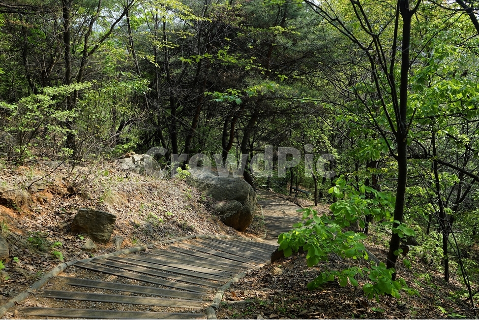 봄,산책길,계단,길,나무,자연,trail,nature,stairs,spring,walkway,woods,forest,trees,season,stroll,park,sunshine,그림자,shadow,자연,풍경,nature,landscape,ground,바닥,dirt road,흙길,road,도로,gravel,자갈
