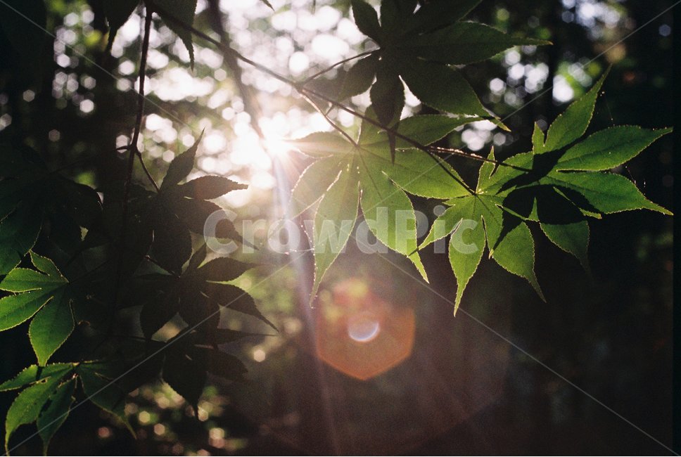 플레어,flare,햇빛,sunshine,나무,숲,forest,식물,자연,plants,nature,휴식,힐링,rest,relaxation,healing