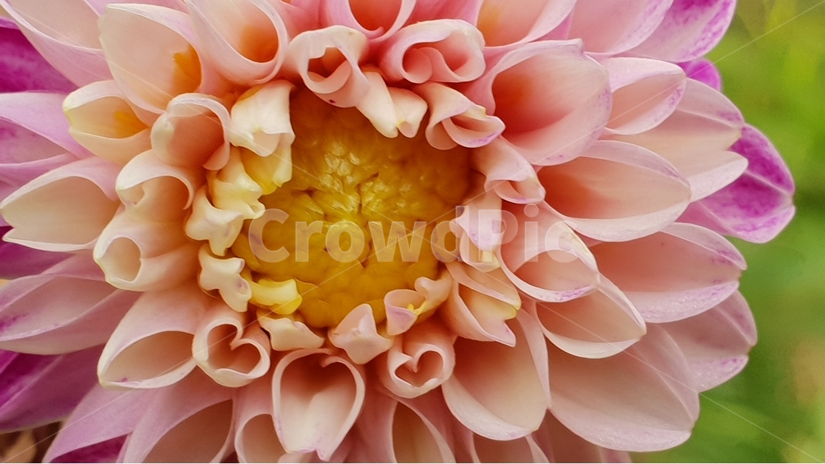 beautifulflowers,dalaria,nature,plant,아름다운꽃,다알리아,식물,자연,backgroundimage,배경이미지,노랑색,핑크색,화려한,주홍색,그린,green,배경,배경화면,색감,바탕,텍스쳐,질감,패턴,이미지,식물,자연,plants,nature,꽃,flower