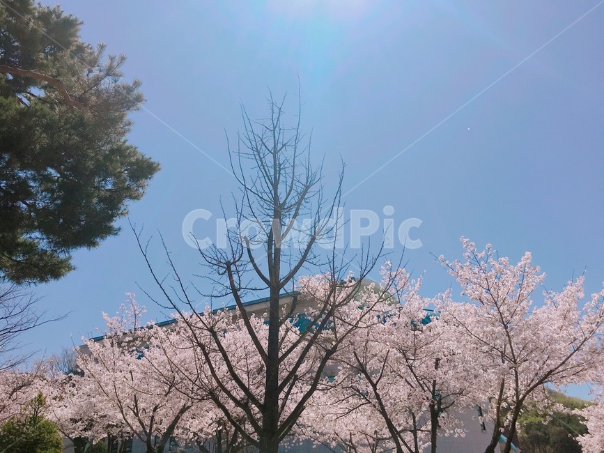 벚꽃,flower,꽃,plant,cherryblossom,blossom,하늘,푸른,봄,계절,spring,season,식물,자연,plants,nature,꽃,flower,cherry blossom