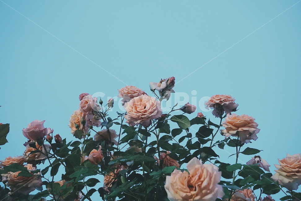 울산대공원,장미축제,울산대공원장미원,장미,꽃,장미꽃,식물,자연,plants,nature,꽃,flower