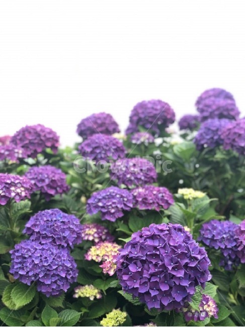 수국,꽃,제주수국,여름,flower,수국수국