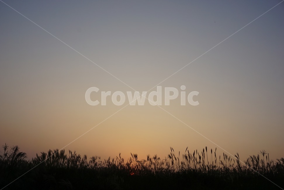 자연,outdoors,nature,옥외,sky,하늘,노을,갈대밭,저녁