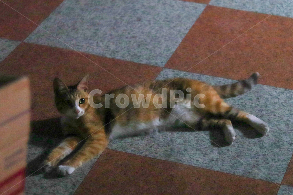 고양이,냐옹이,야옹이,길고양이,cat,동물,animal,straycat