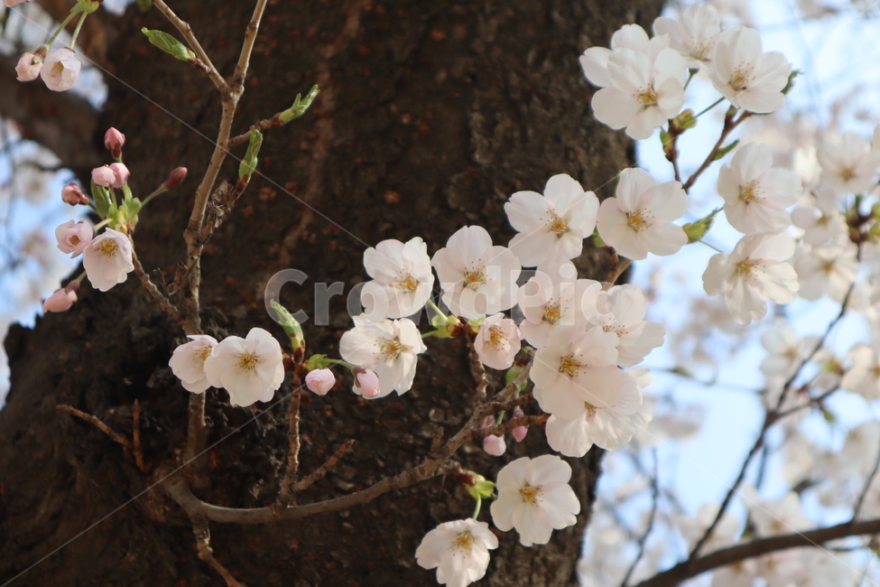 cherryblossoms,벚꽃,꽃,분홍꽃,봄