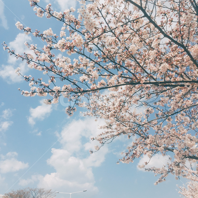 벚꽃,꽃,봄,봄꽃,하늘,자연,plant,식물,flower,blossom,cherryblossom,spring,springflower,nature,감성사진,mood,분위기,sky,blue,skyblue