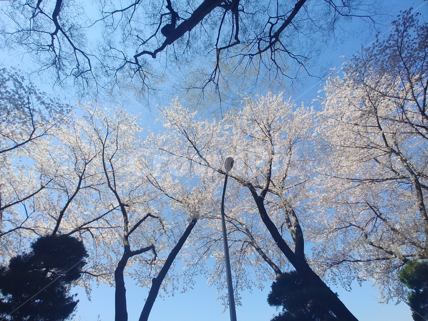 벚꽃,cherryblossom,さくら,분홍,봄
