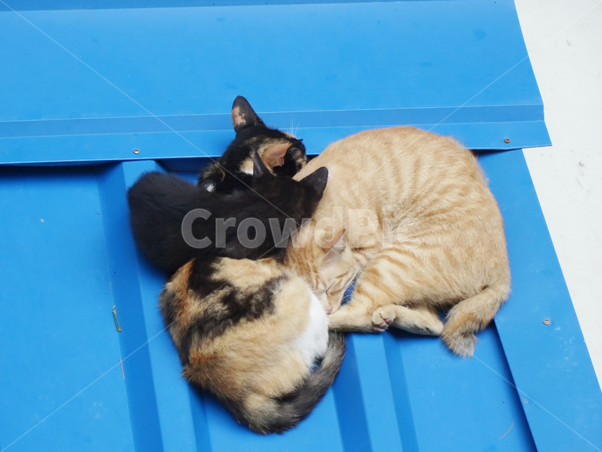mammal,포유류,animal,동물,고양이,cat,길고양이,낮잠,휴식,푸른색,blue,검은색,black