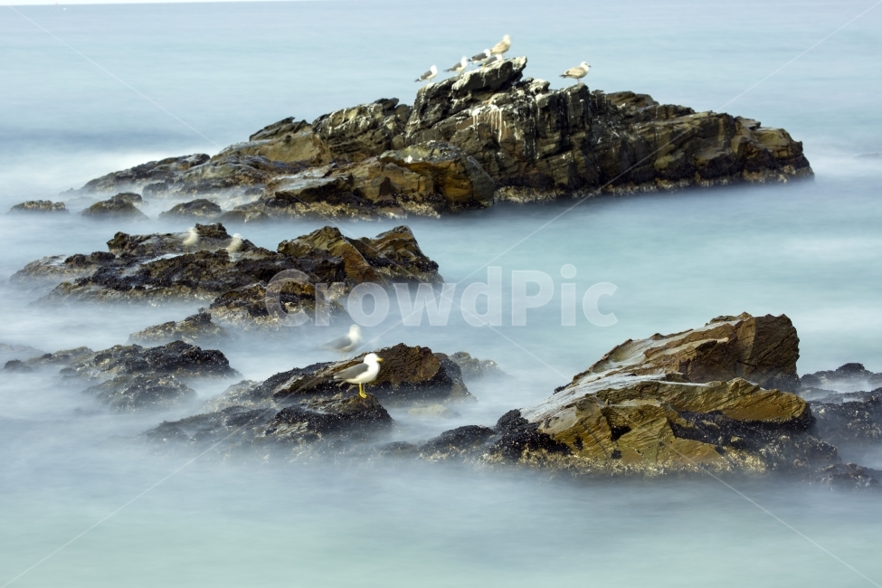 바다,갈매기,파도,바위,장노출,자연,풍경,nature,landscape,한국자연풍경,한국자연경관,korea nature landscape,동물,animal,조류,새,birds,promontory,곶,bird