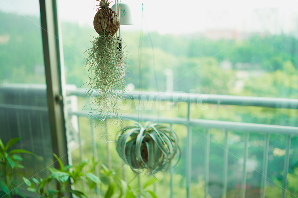 싱그러운,녹색,틸란드시아,오후,햇살,tilandsia,green,afternoon,식물,자연,plants,nature,실내용화초,화분,화초,house plant