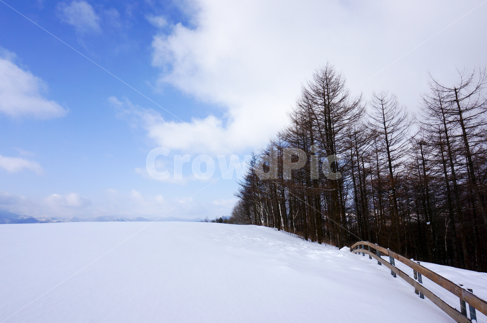 nature,자연,outdoors,옥외,눈,ice,겨울,대관령양떼목장,양떼목장,plant,식물,tree,나무,겨울,계절,winter,season,자연,풍경,nature,landscape,fir,전나무