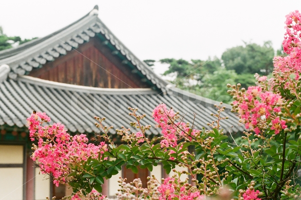 동화사,배롱나무,사찰,절,배롱나무꽃,팔공산동화사,한국전통,한국문화,korean traditional,korean culture,식물,자연,plants,nature,꽃,flower,감성,sensible,feeling