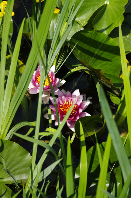 연못,수련,수생식물,식물,자연,꽃,flower,color,식물,자연,plants,nature,꽃,flower