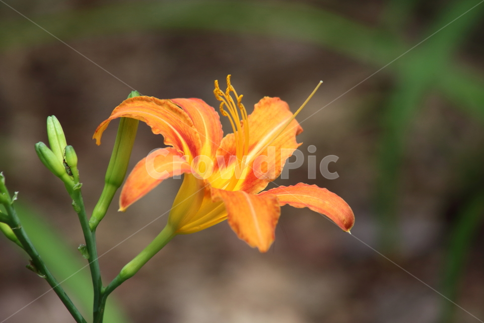 plant,blossom,꽃,flower,원추리,백합과,식물,자연,plants,nature,꽃,flower