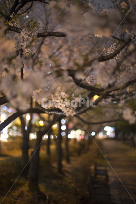 봄,벚꽃,꽃잎,낙화,분위기,감성,봄,계절,spring,season,야경,밤,풍경,nightscape,night,landscape,식물,자연,plants,nature,꽃,flower,감성,sensible,feeling,plant