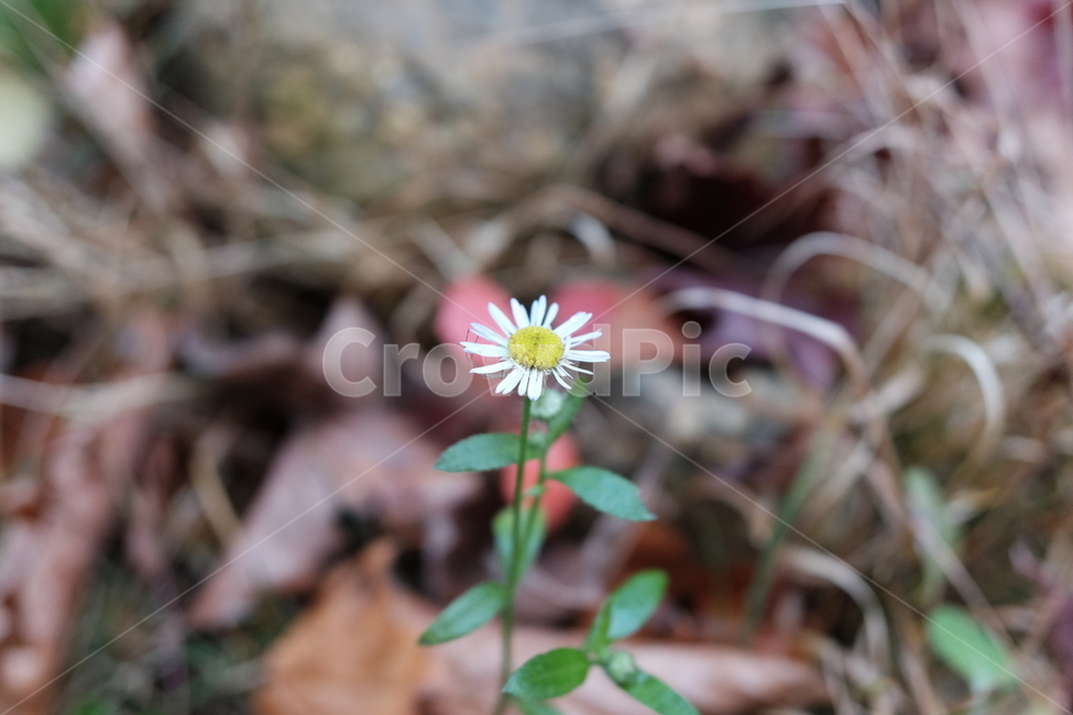 들꽃,꽃,봄,감성사진,생명,식물,자연,plants,nature,꽃,flower