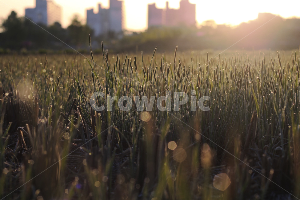 일출,일몰,햇빛,역광,눈부심,이슬,아침,노을,식물,자연,plants,nature,휴식,힐링,rest,relaxation,healing