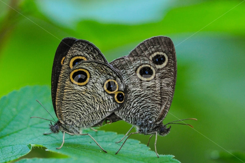 물결나비,한국의나비,곤충,물결나비의교미,네발나비과,동물,animal,곤충,벌레,insect,bug