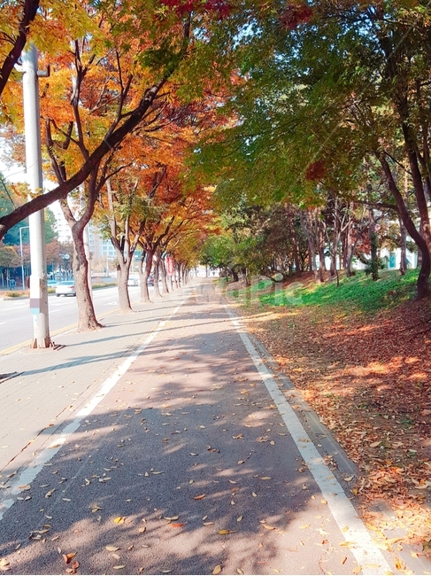 가을,거리,단풍나무,street,tree,길,load