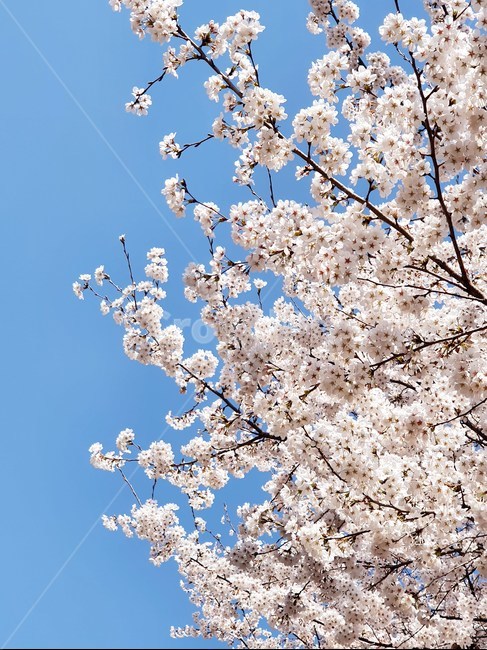 blossom,꽃,flower,식물,벚꽃