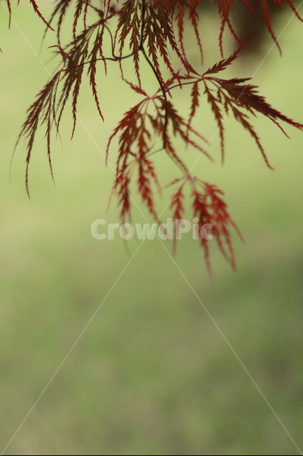 홍공작나무,붉음,연두,봄,빛,식물,자연,plants,nature