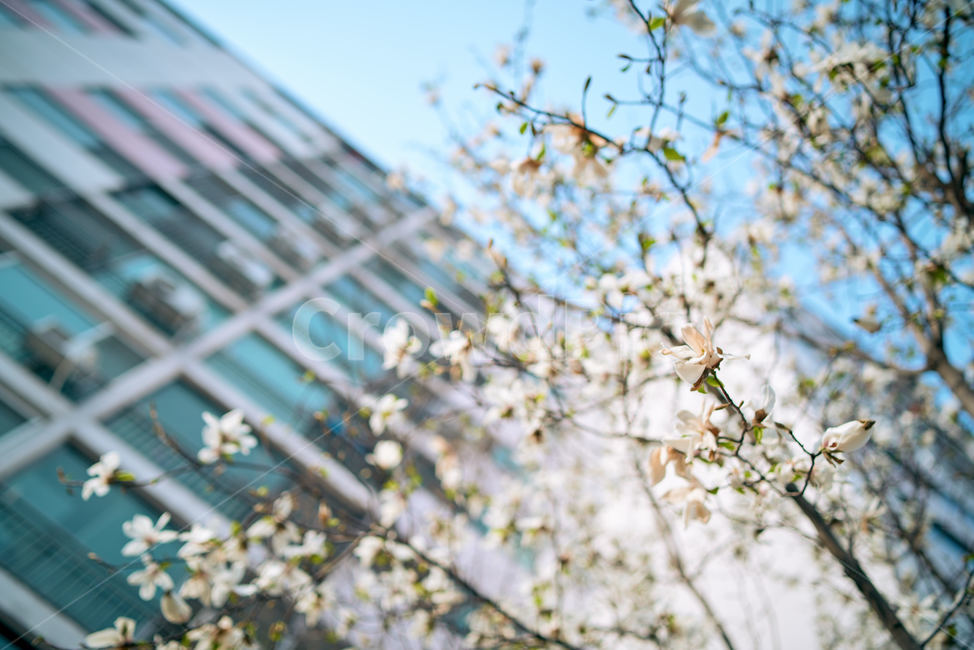 목련,봄꽃,봄내음,봄감성,파란하늘,봄,계절,spring,season,도시,풍경,city,landscape,식물,자연,plants,nature,꽃,flower,plant
