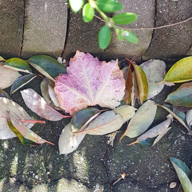 가을,낙엽,일상,분홍색,각양각색,가을,계절,fall,autumn,season,식물,자연,plants,nature,leaf,잎,plant
