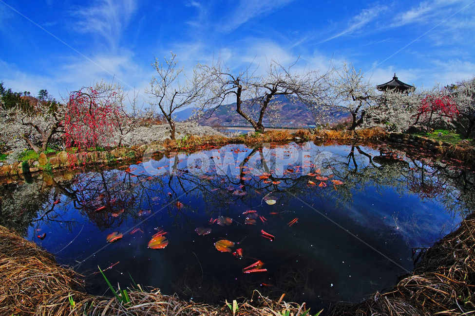 매화마을,봄,꽃,다압면,풍경,봄,계절,spring,season,자연,풍경,nature,landscape,water,물,outdoors,옥외,land,땅