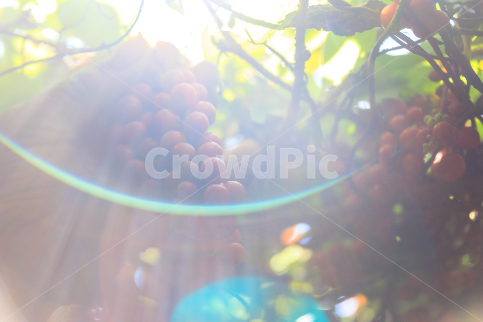 오미자,다섯가지맛,식물,과일,열매,수확,농업,제철,식물,자연,plants,nature,과일,열매,fruit