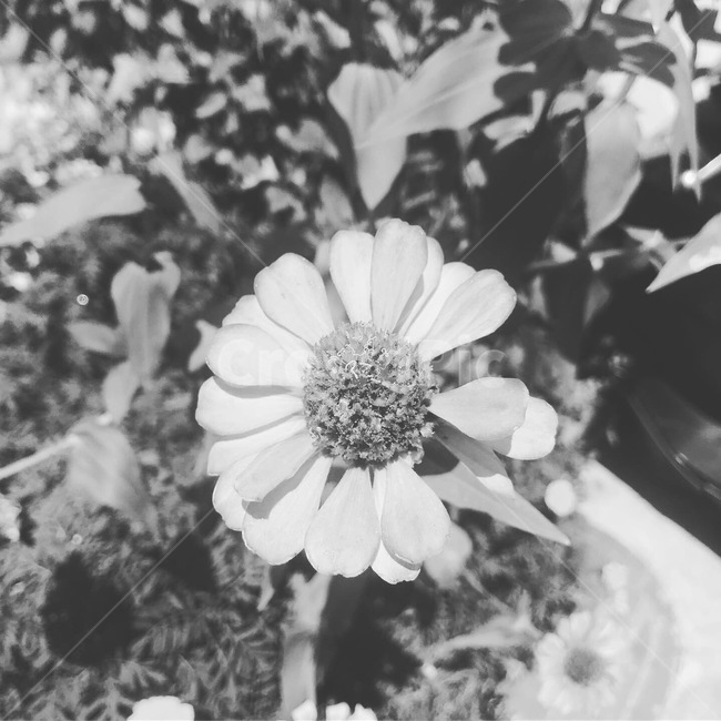 꽃,한송이,꽃한송이,분홍,백일홍,백일초,국화
