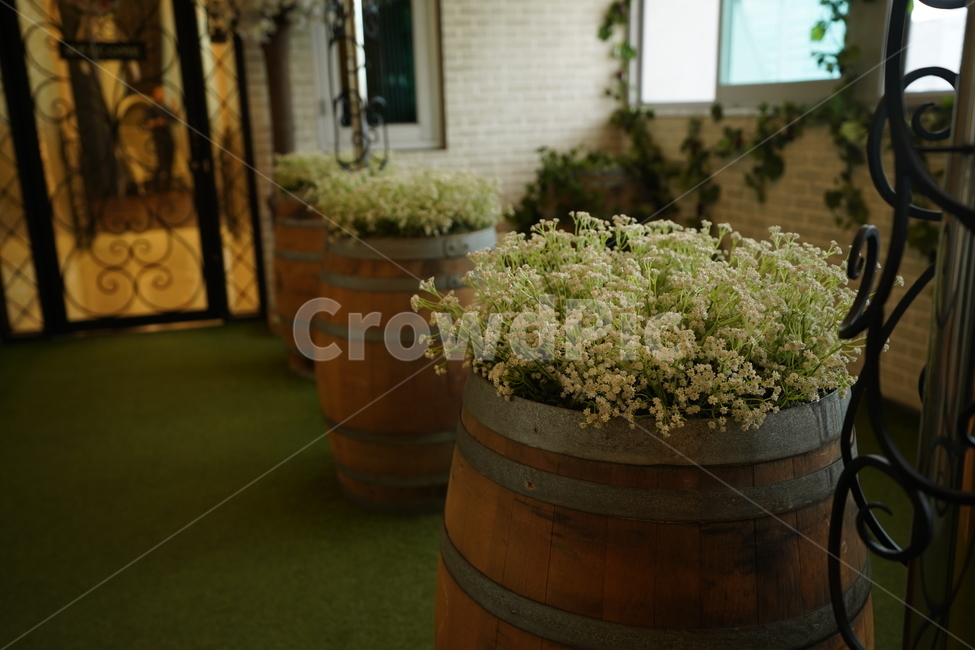 꽃,화이트,하얀꽃,은은한,인테리어,실내용화초,화분,화초,house plant,인테리어,실내디자인,interior design