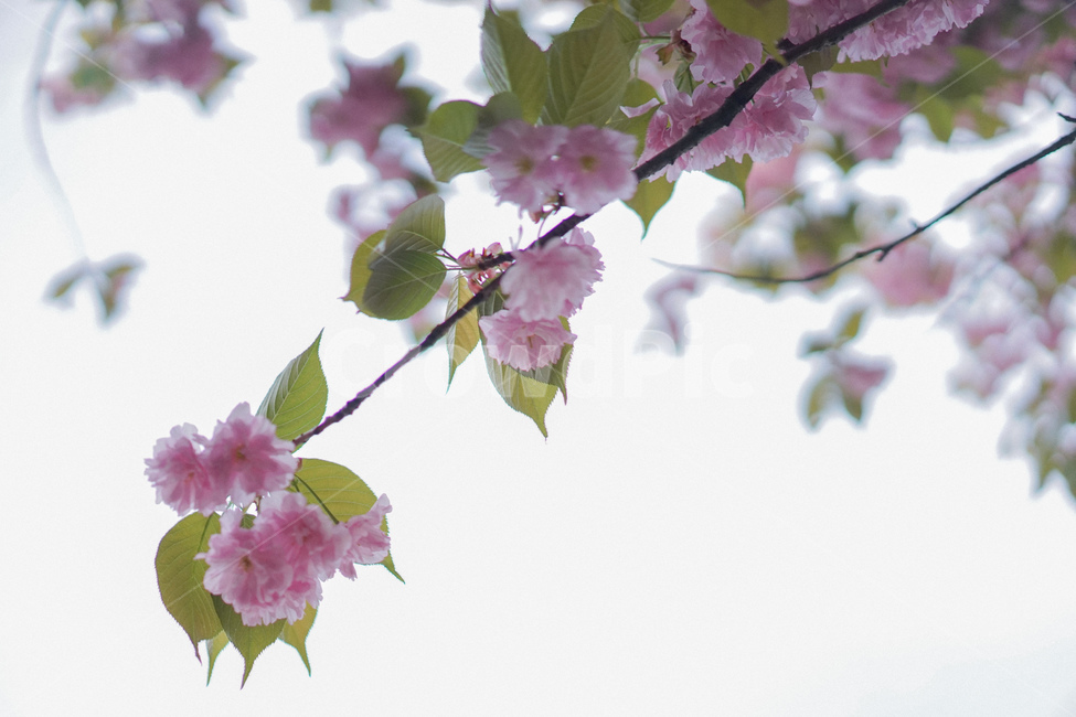 겹벚꽃,벚꽃,사쿠라,봄꽃,분홍꽃,spring,봄,계절,spring,season,식물,자연,plants,nature,꽃,flower,plant,leaf,잎