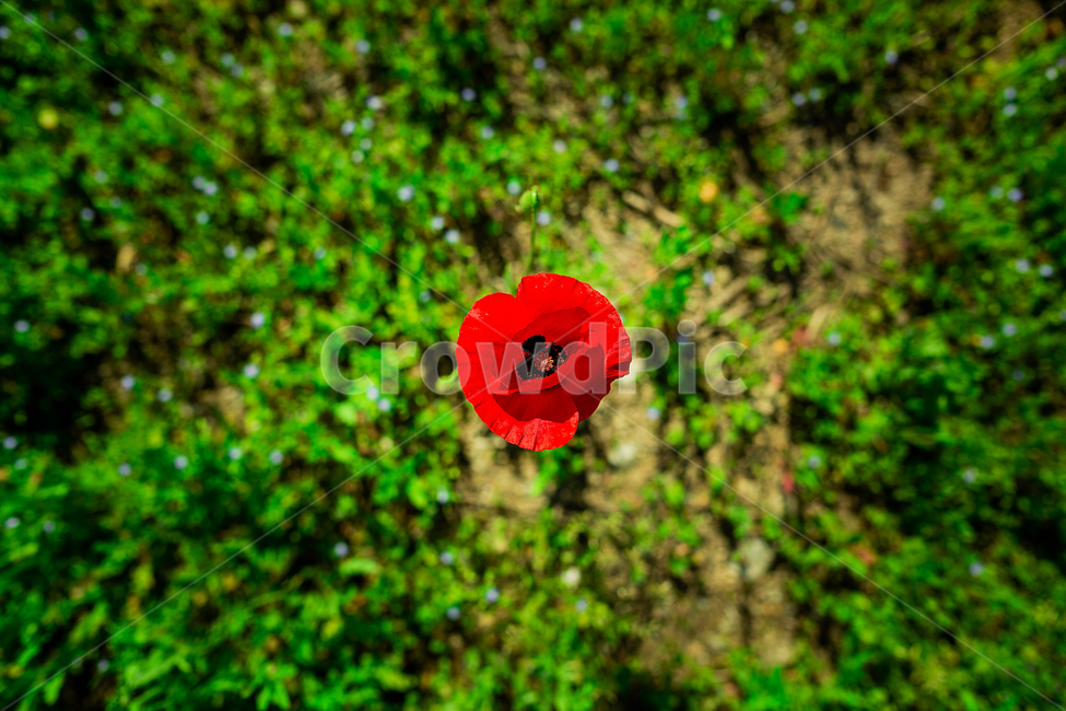 양귀비,꽃,빨간꽃,풀,초록,여름,flower,green,korea,red