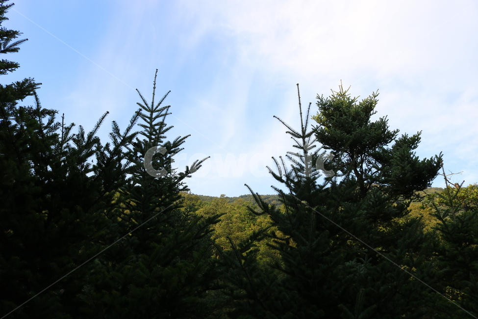 화담숲,나무,소나무,자연,풍경,식물,전나무,구상나무,자연,풍경,nature,landscape