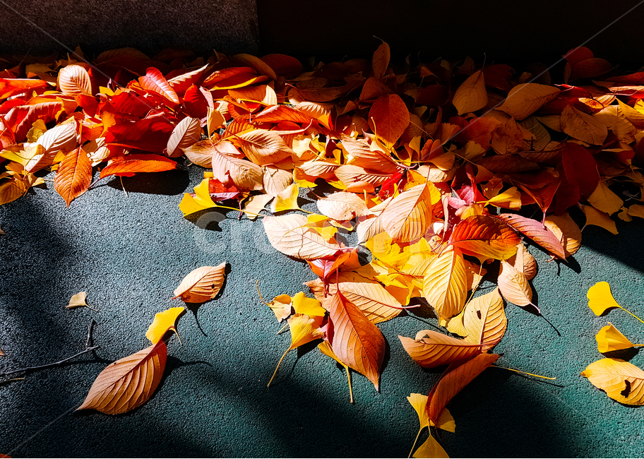 낙엽,가을,은행잎,자연,식물,나무,가을,계절,fall,autumn,season,식물,자연,plants,nature,plant,leaf,잎,tree,maple,단풍