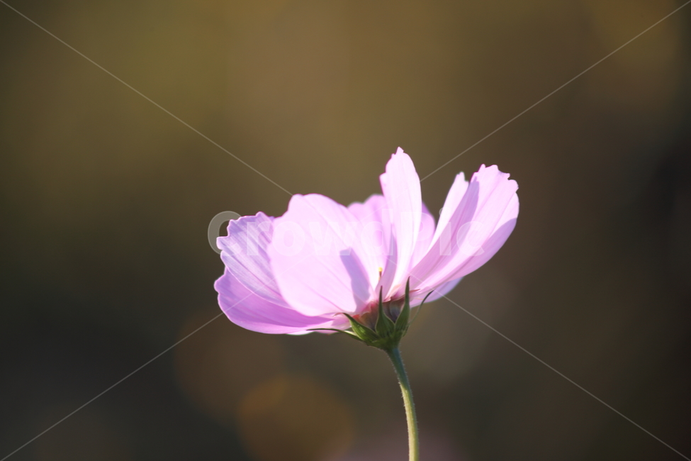 코스모스,꽃,식물,가을꽃,cosmos,가을,계절,fall,autumn,season,식물,자연,plants,nature,꽃,flower,geranium,제라늄,blossom,plant
