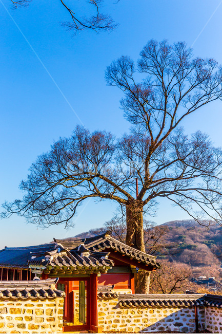 고궁,행성,문화유산,거목,담벼락,한국의미,한국전통,한국문화,korean traditional,korean culture,식물,자연,plants,nature,나무,trees,wood,건축물,건물외관,exterior,building,structure,architecture,construction