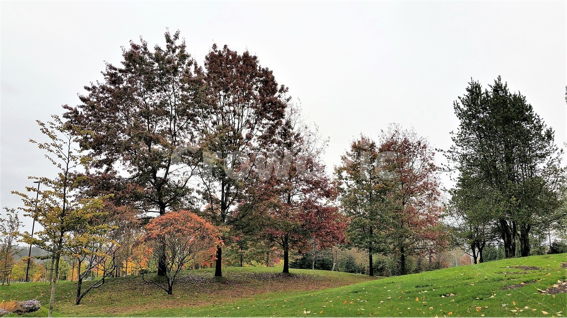 나무,숲,동산,공원,자연,자연,풍경,nature,landscape,식물,plants,나무,trees,wood,grass,잔디,plant,tree