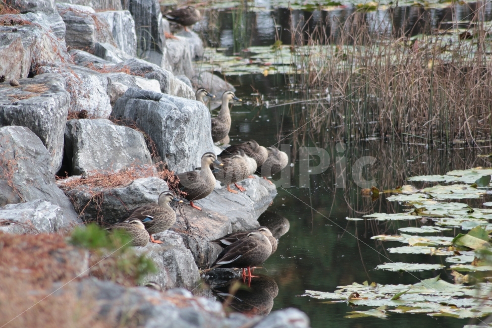 오리,동물,새,조류,연못,휴식,duck,여러마리,동물,animal,조류,새,birds