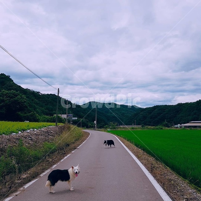 road,도로,자연,강아지,경치,dog,sky,하늘