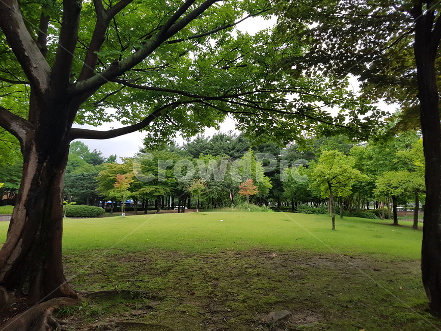 대전,공원,자연경관,숲,들판