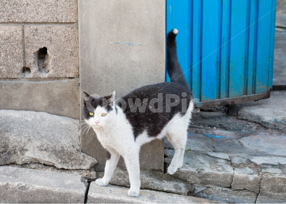 고양이,길고양이,검은고양이,길냥이,도둑고양이,동물,산동네,달동네,빈민가,떠도는,방황하는,경계하는,파란대문,동물,animal,포유류,mammal,고양이,cat,kitten,kitty
