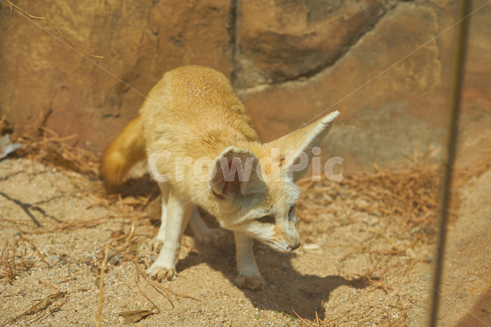 어린이대공원,동물원,동물,사막여우,열대동물,park,animal,공원,zoo,desertfox,여우,동물,animal,포유류,mammal