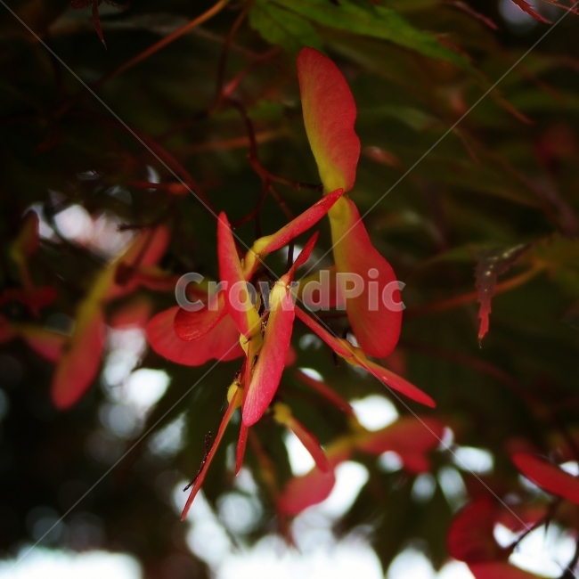 단풍,나무,꽃,풍경,여행,일상,가을,여름,식물,자연,plants,nature